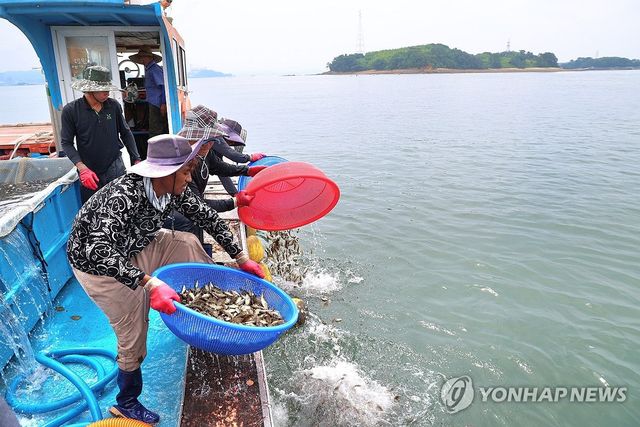 "죽지 마라"…고수온 주의보 천수만 양식장서 68만마리 방류
