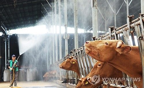 폭염에 분무기 뿌리는 축사 관계자