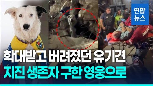 [영상] 학대견에서 영웅으로…베네수 지진 맹활약 구조견 '쓰나미' - 2