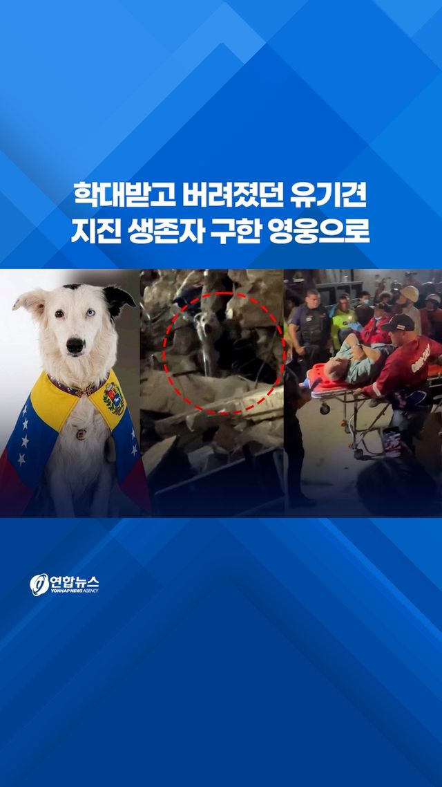 [쇼츠] 학대받고 버려졌던 유기견…지진 생존자 구한 영웅으로 - 2