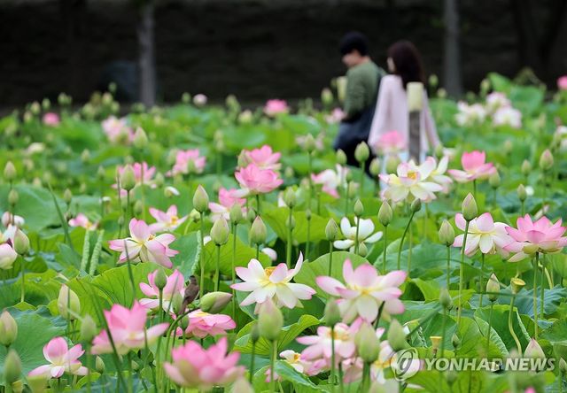 궂은 날씨 속 연꽃 구경