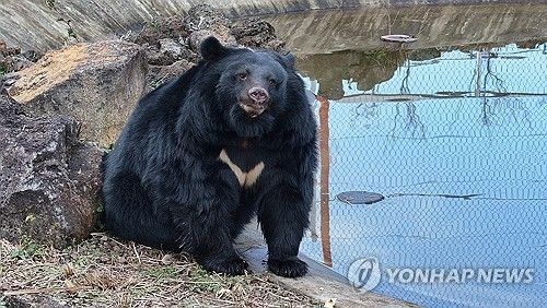 제주자연생태공원에 보금자리를 튼 구조된 반달가슴곰. [연합뉴스 자료사진]