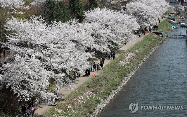 춘천 공지천 벚꽃길