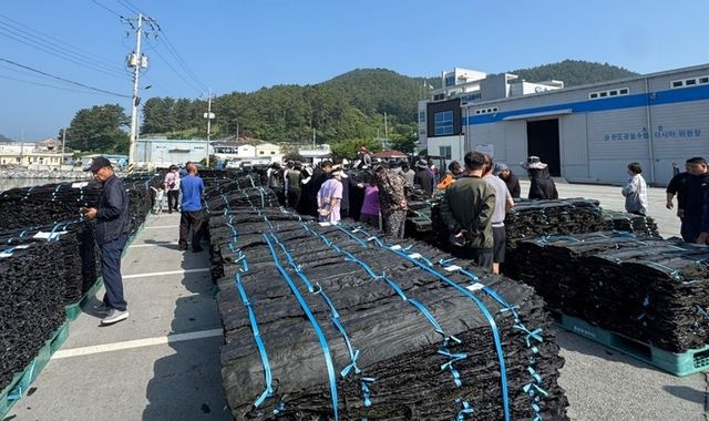 완도산 건다시마
