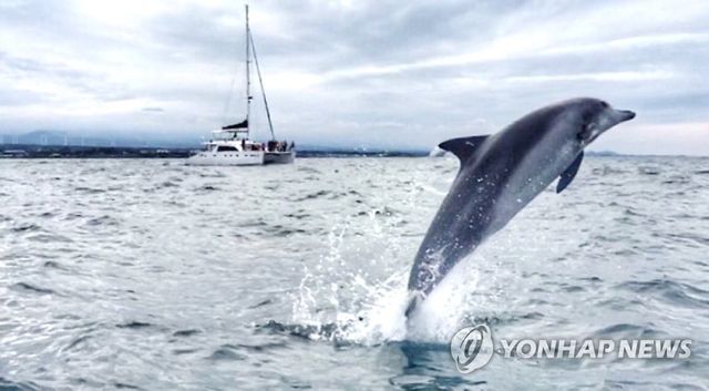 점프하는 제돌이