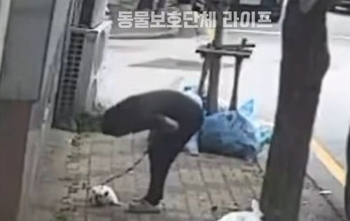 광주 동물학대 의혹 영상