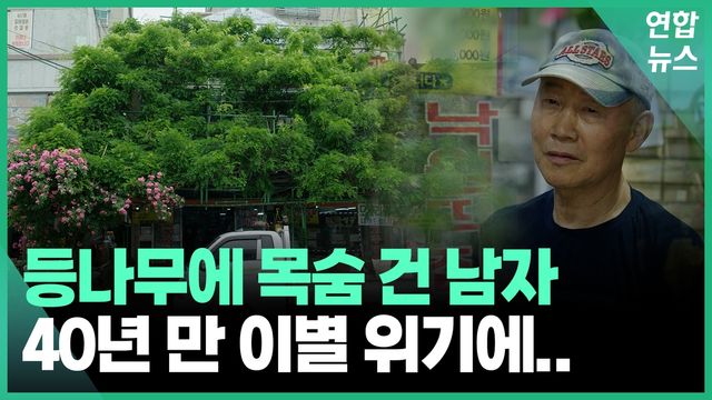 [영상] "목숨 걸고 지켜야지".. 40년 키운 등나무, 재개발로 사라지나 - 2