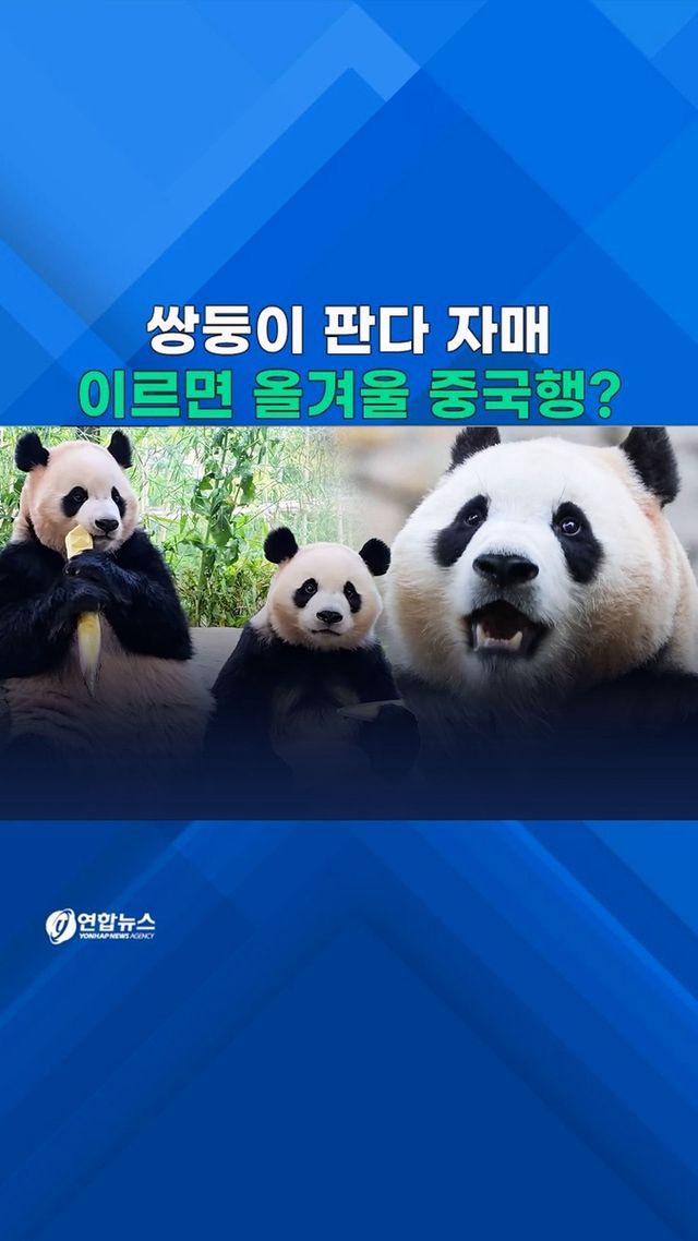 [쇼츠] 내년이면 만 4세…쌍둥이 판다 언제 중국 돌아가나 - 2