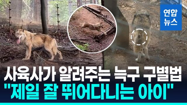 [영상] "체중 3㎏ 불고, 잘 뛰어놀아요"…두 달 만에 다시 만난 늑구 - 2