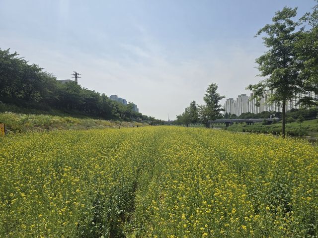 금천구 안양천변 유채꽃밭