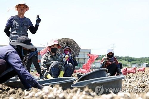 2024년 5월말 경남 창녕군 농가서 외국인 계절근로자와 한국 농민이 농사하는 모습