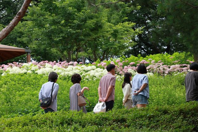 초안산 수국동산