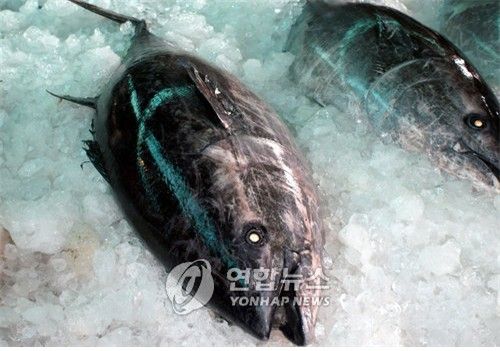 제주도 연안서 잡힌 '고래급' 참치들