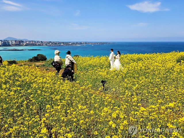 유채꽃과 바다 풍경이 어우러진 제주 오름에서 웨딩 촬영