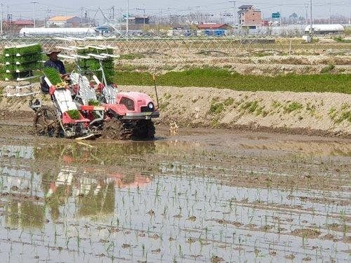(서울=연합뉴스) 공익직불제는 농업 활동을 통해 식품안전, 환경 보전, 농촌 유지 등 공익을 증진하도록 농업인에게 보조금을 지원하는 제도다. 사진은 전주 올해 첫 모내기 모습. 2020.5.1 [전주시 제공. 재판매 및 DB금지] photo@yna.co.kr