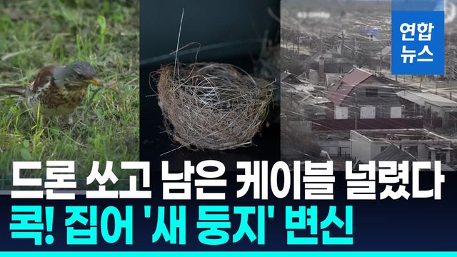 [영상] 광섬유 모아 둥지 짓는 새들…드론 쏘고 남은 케이블 재활용? - 2