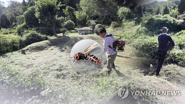 벌 쏘임(CG)