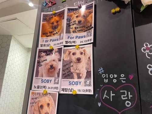 카페 곳곳에 붙어있는 유기견 입양 공고 관련 안내문