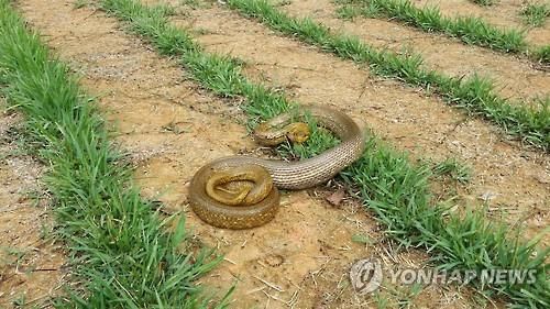 2016년 광주의 주택 부엌에서 발견됐던 황구렁이. 포획 후 인근 야산에 방사됐다.