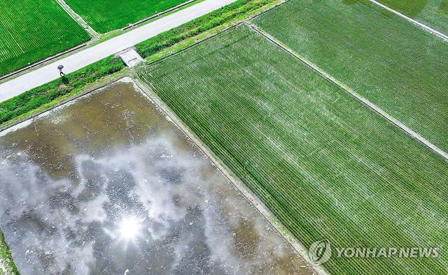 푸른 논밭에 더위 한 마지기