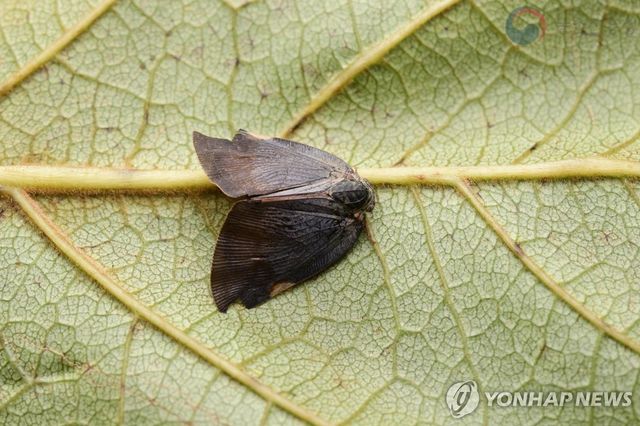 갈색날개매미충