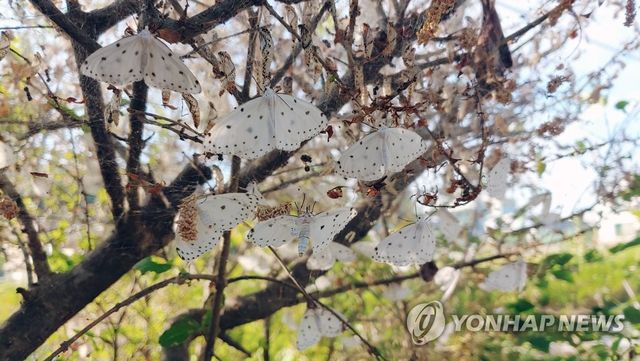 확산하는 여름철 돌발병해충