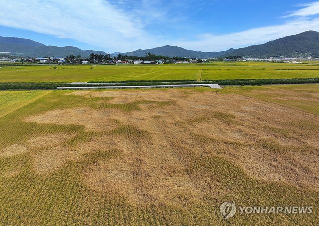 벼멸구 확산 들녘