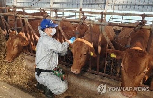 소 럼피스킨 예방 접종