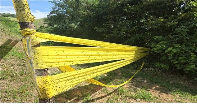 계양산에 설치된 끈끈이 롤트랩