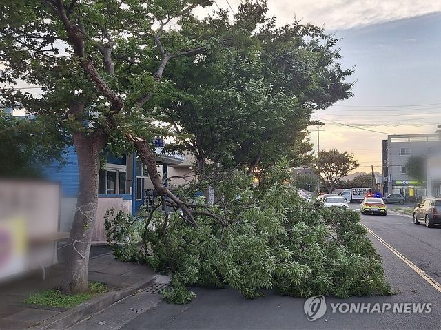 제주에 강풍, 꺾인 가로수