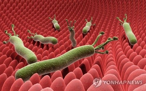 헬리코박터 파일로리균