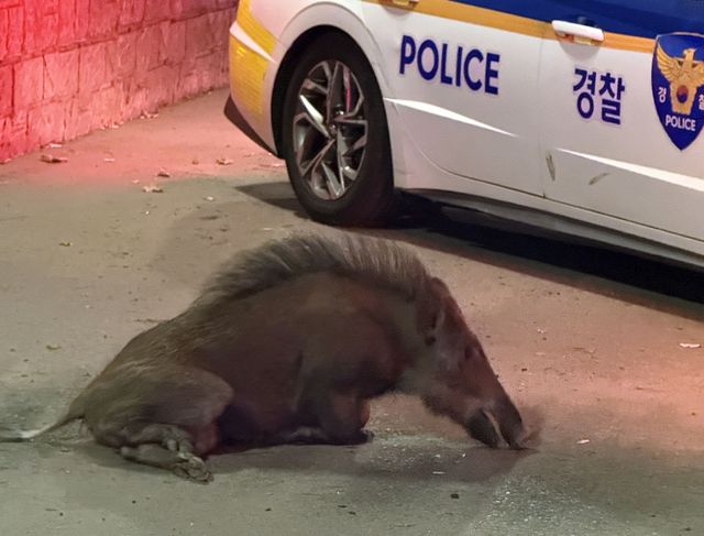 출몰한 멧돼지