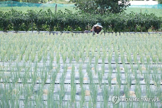 폭염에도 계속되는 대파 모종 심기