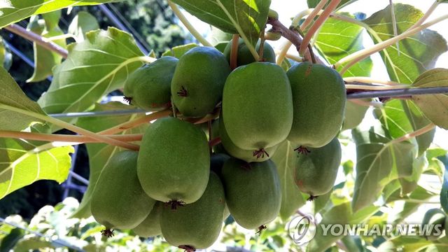 토종 다래