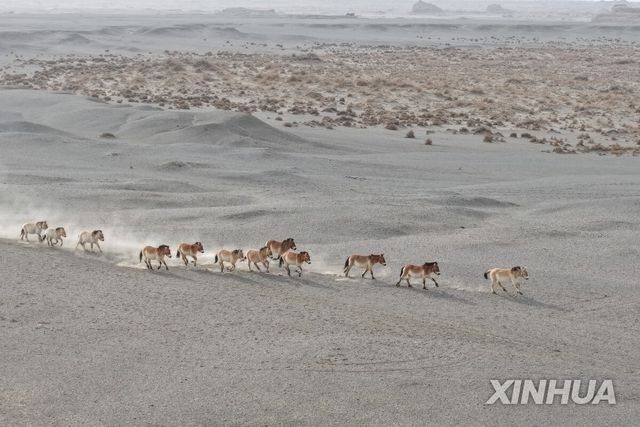 중국 북서부 간쑤성의 둔황시후 자연보호구역