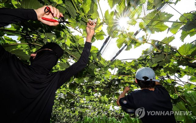 폭염 속 비닐하우스 작업