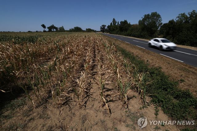 폭염과 가뭄을 겪고 있는 프랑스의 한 옥수수 밭