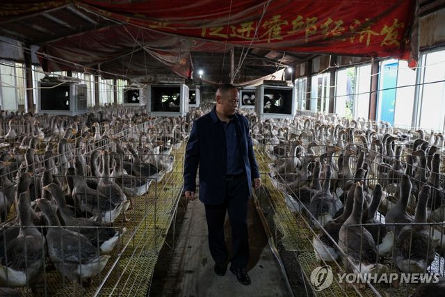 중국 푸아그라 생산업자의 거위 농장