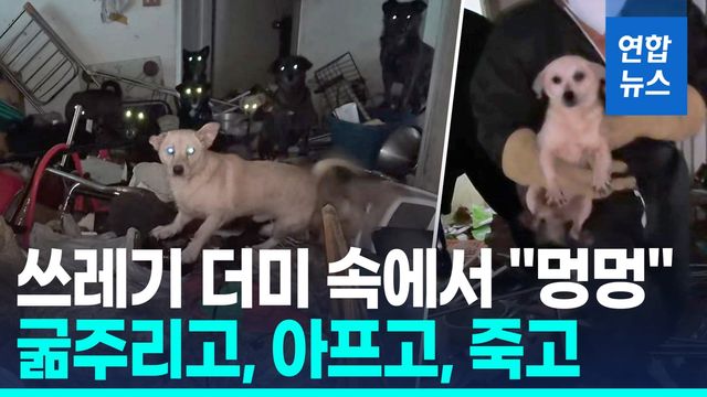 [영상] 쓰레기 집에 방치된 개 52마리…영양실조 등으로 3마리 폐사 - 2