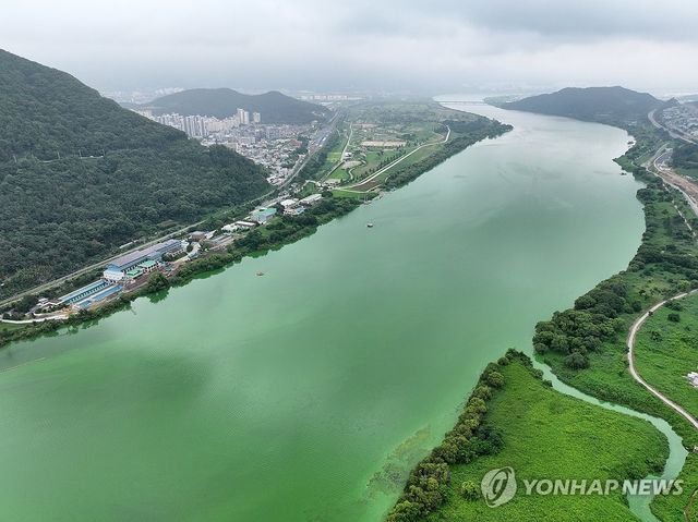 낙동강 녹조