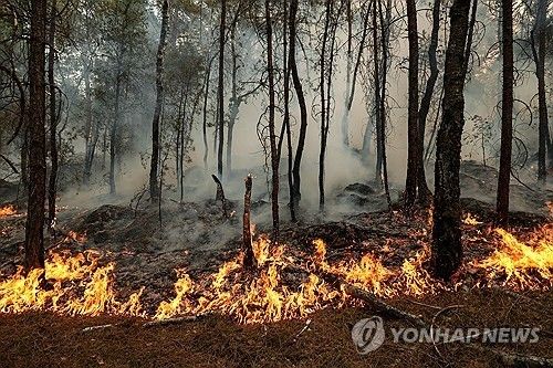 퐁텐블로 숲 화재