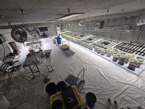 지하벙커에 설치된 대마 재배 시설