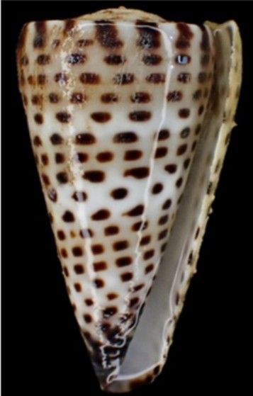 글자무늬청자고둥(Conus litteratus)
