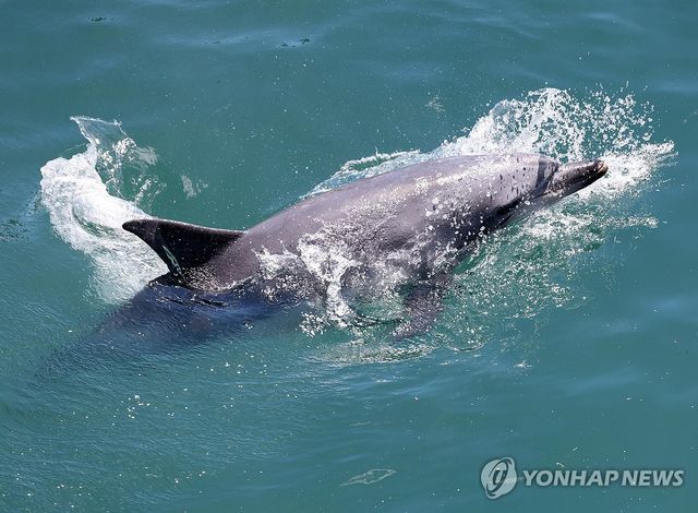 구조 기다리는 돌고래 '안목이'