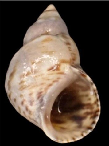 뾰족꼬마총알고둥(Littoraria sinensis)