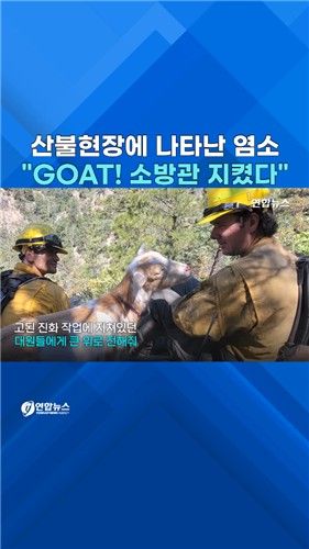 [쇼츠] 美 산불 현장서 소방관 지킨 염소…"GOAT!" - 2