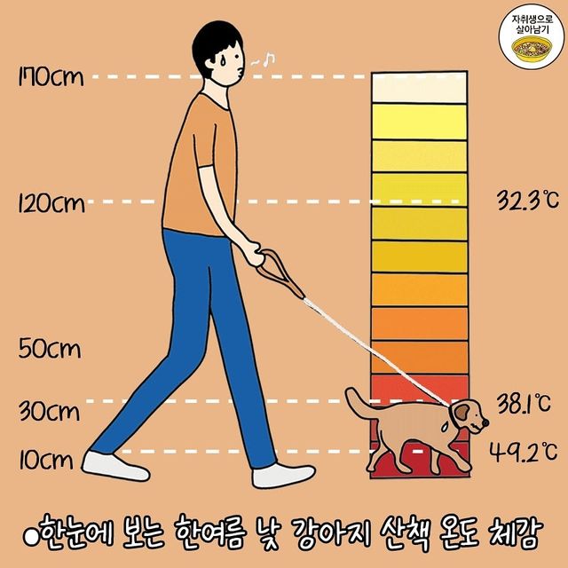 한여름 낮 강아지 산책 온도 체감표