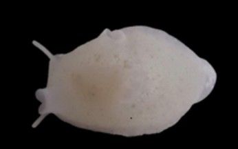 흰배고둥붙이(Marsenina uchidai)