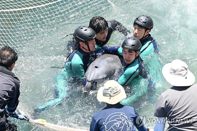 강릉항 돌고래 '안목이' 구조 성공