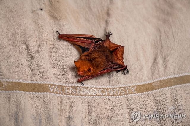 탈진한 제주 만장굴 붉은박쥐